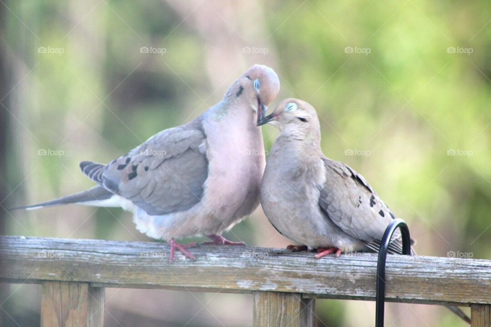 Spring time reunites this beautiful pair of morning doves who have returned from migration.