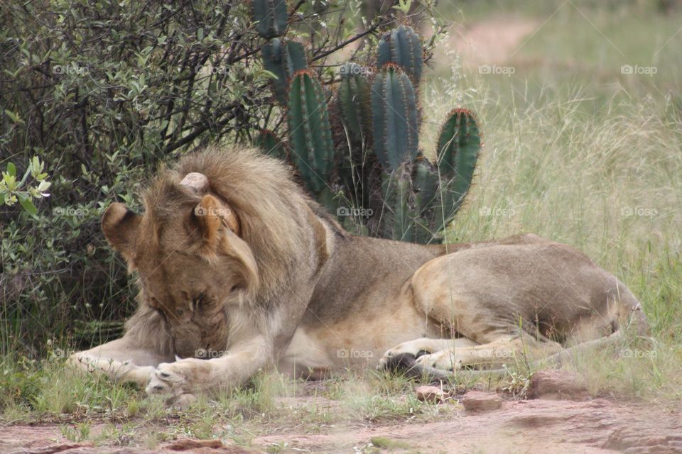 Male lion taking a nap