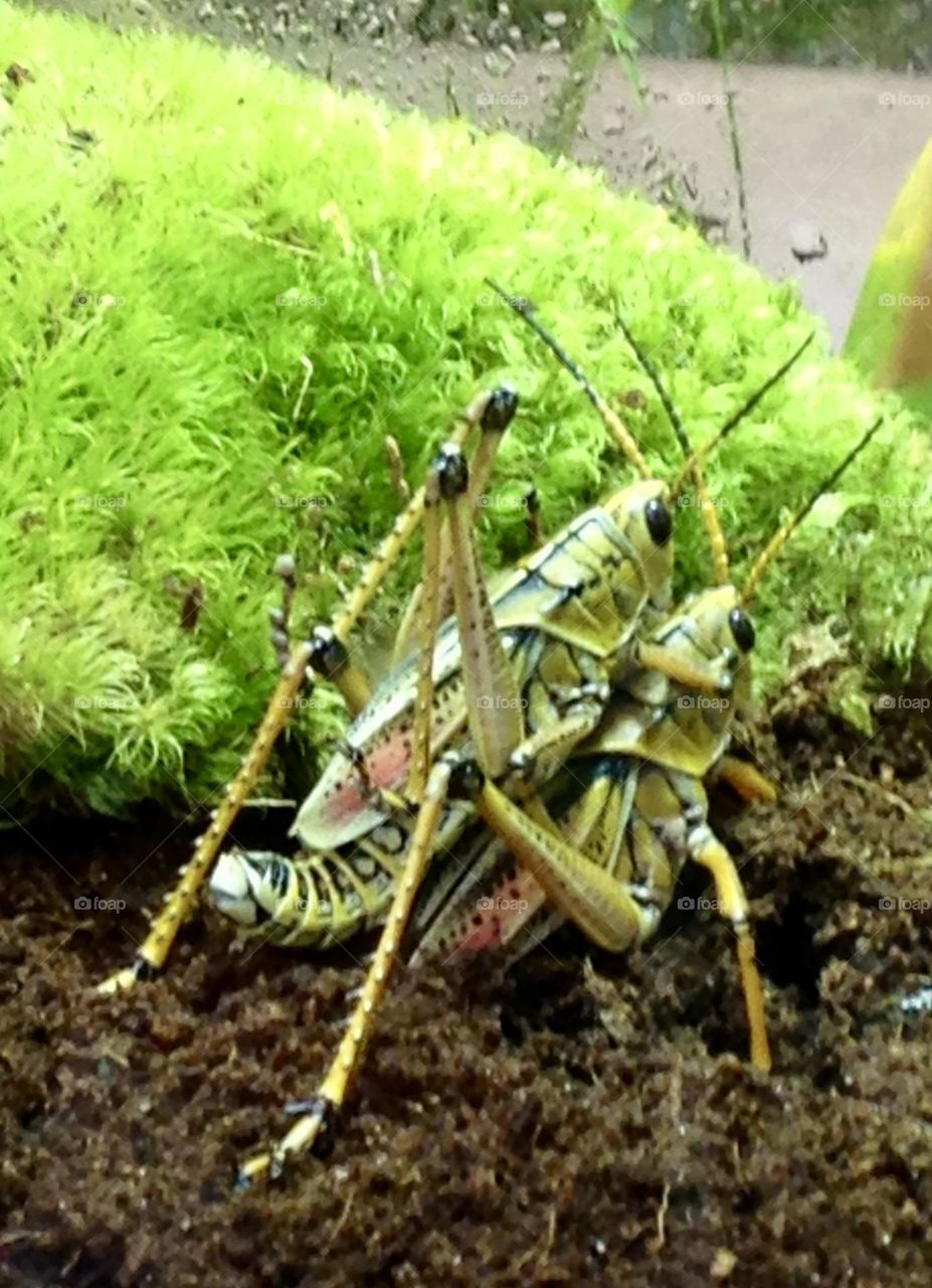 Two Eastern lumber grasshoppers are in the midst of mating, their vibrant green bodies almost indistinguishable from the lush mossy green grass behind them. The scene highlights the quiet beauty of nature’s small wonders.