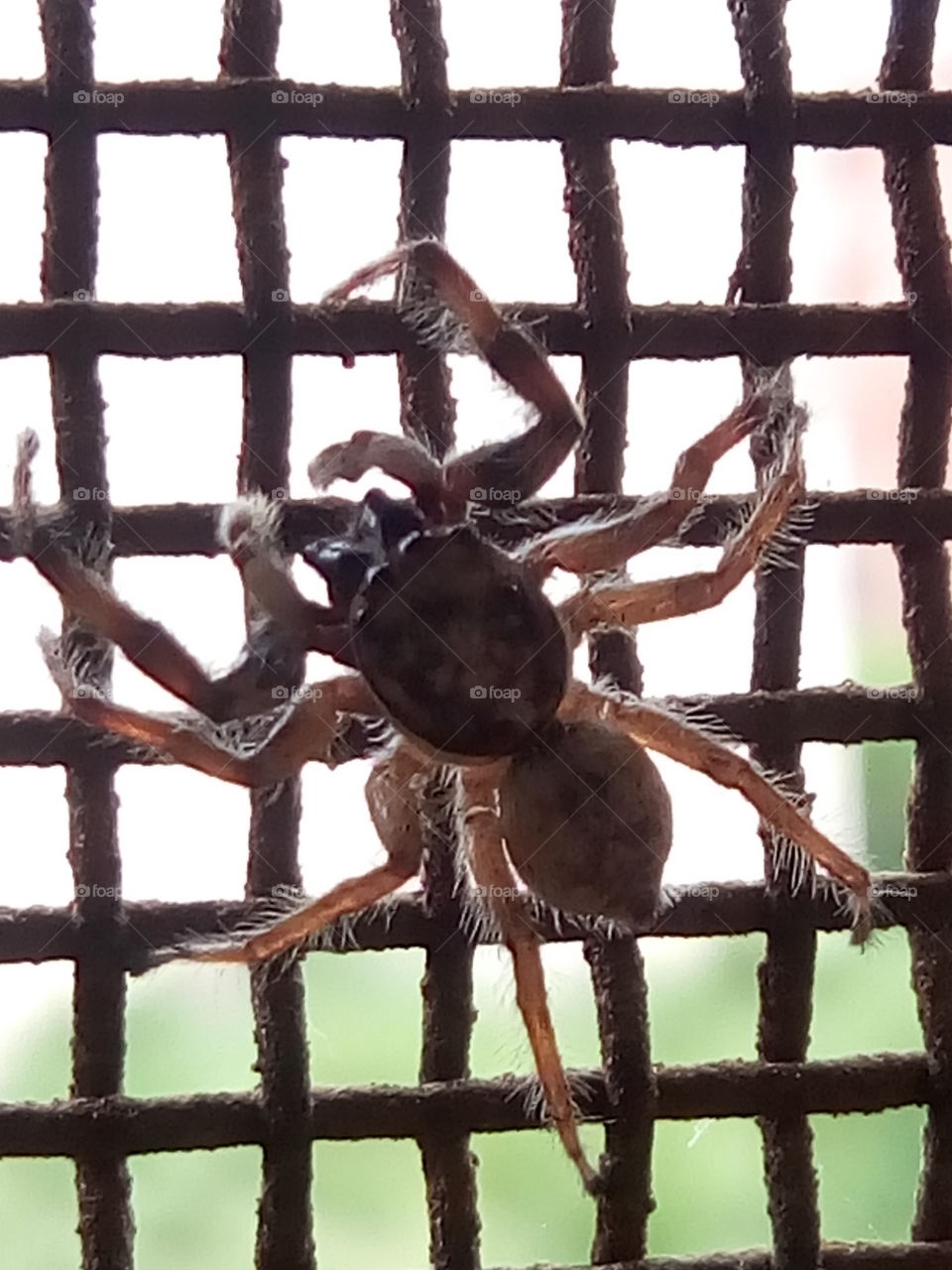 A wonderful spider in the room.