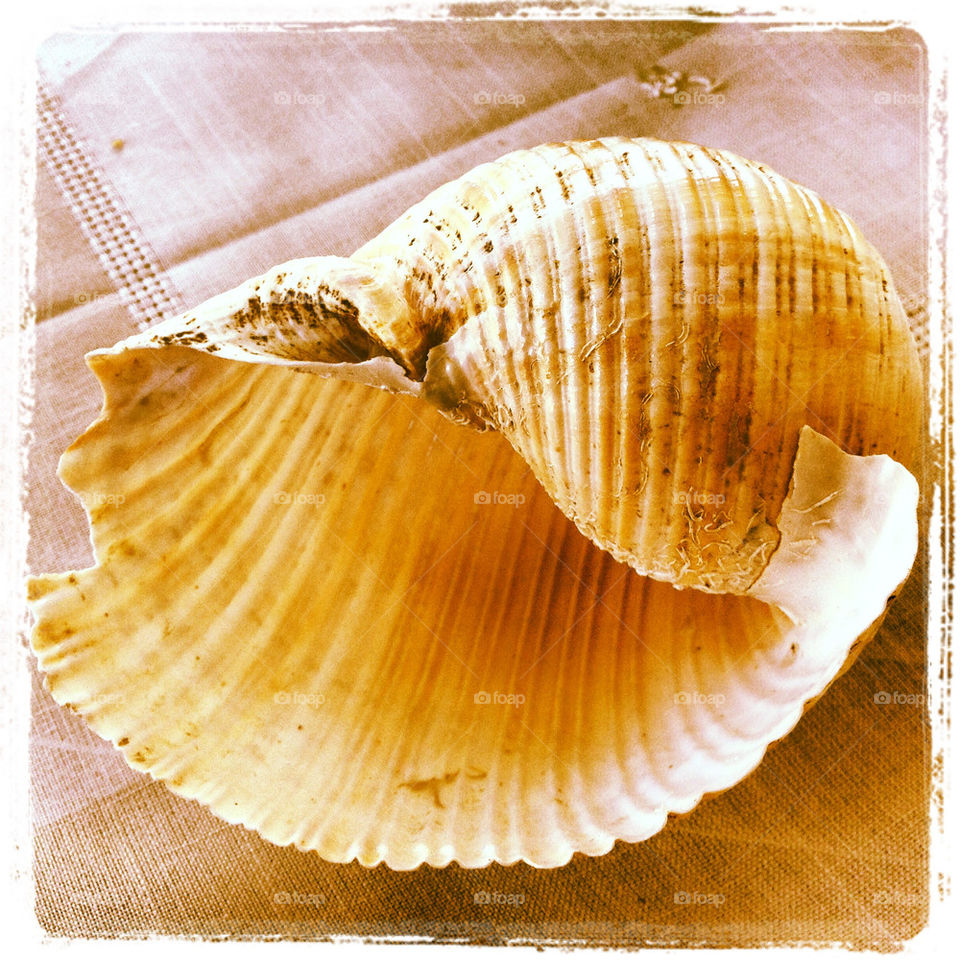 Shell