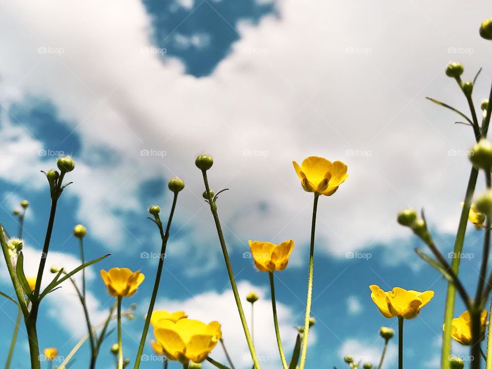 Yellow flowers 