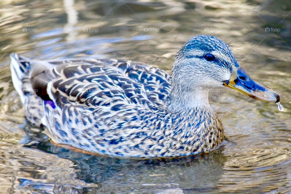 Wild Animals of the United States