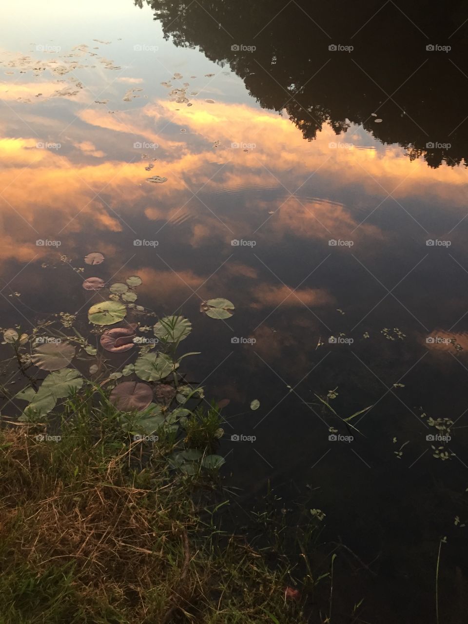 Sunset over lily pads at lake hope