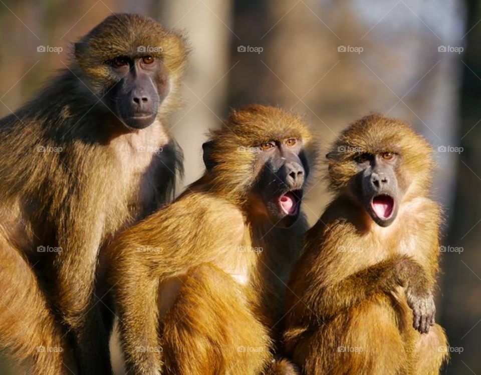 funny monkey three
