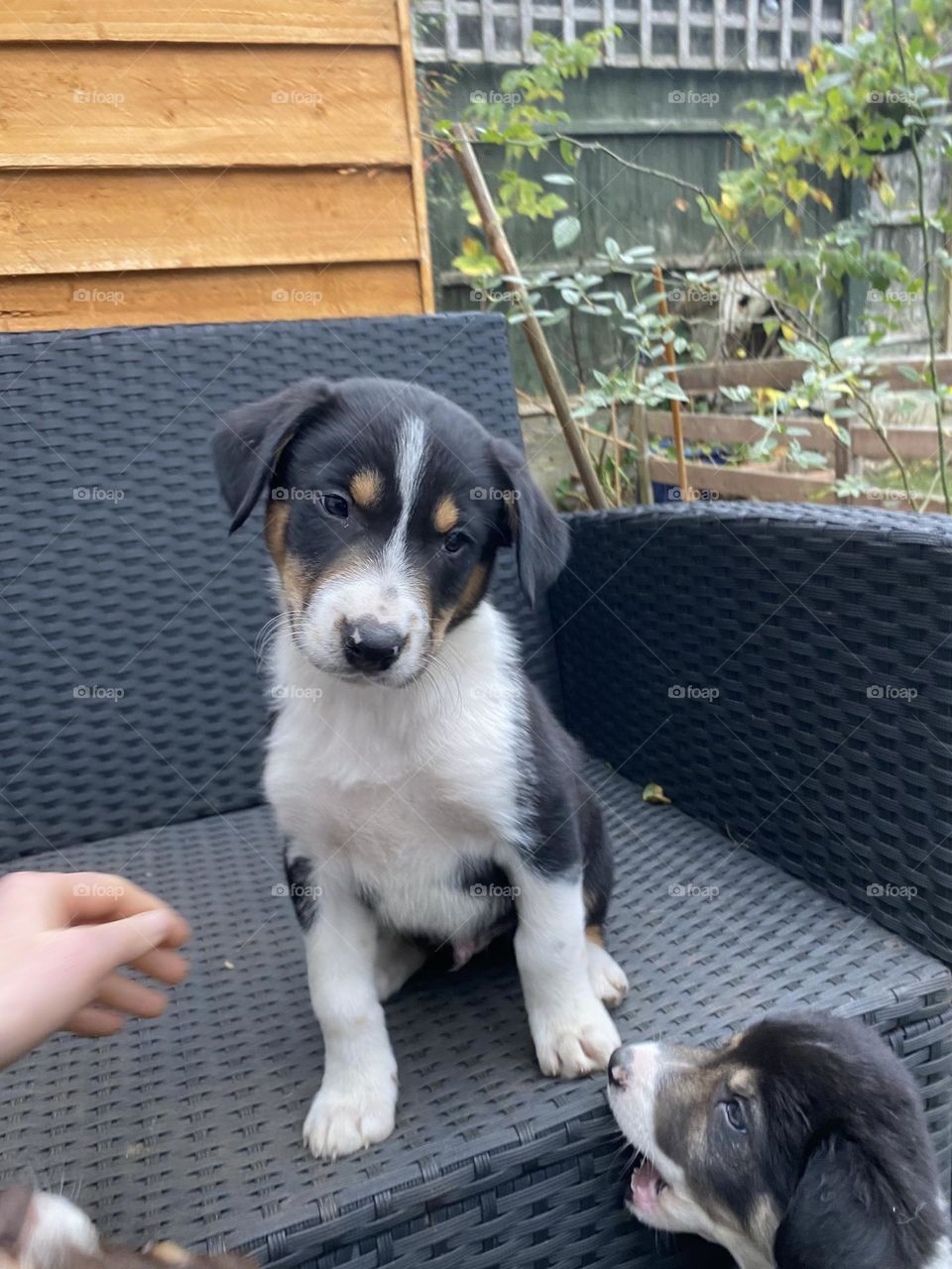 Three colour border collie puppy 