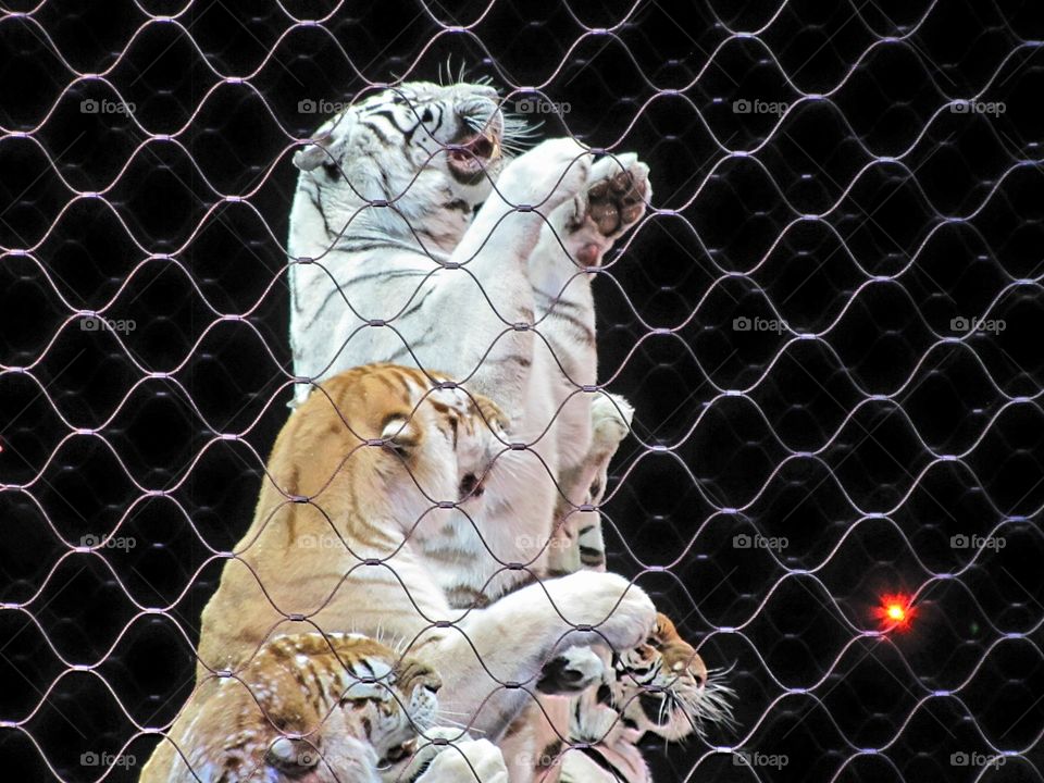 barnum & bailey circus