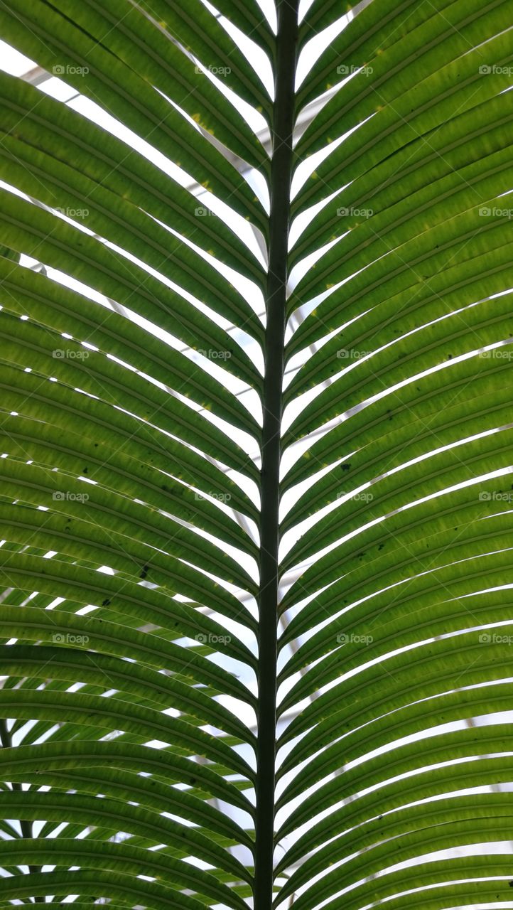 Green leaf closeup