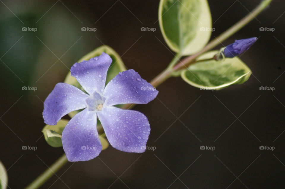 garden flower purple by stevephot