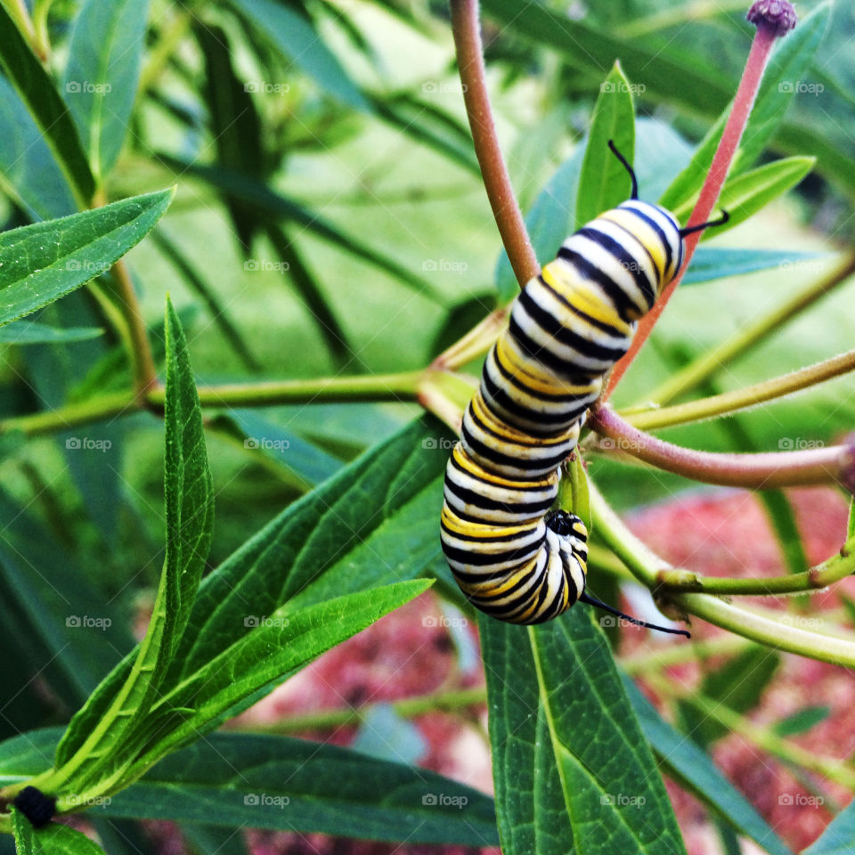 Monarch caterpillar at about two weeks old is preparing for its most most life-changing event yet: from pupa to maturation to an adult butterfly!