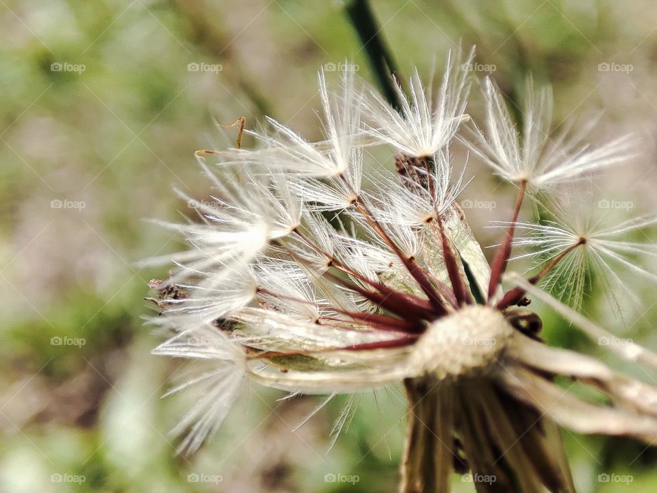 Dandelion,plant