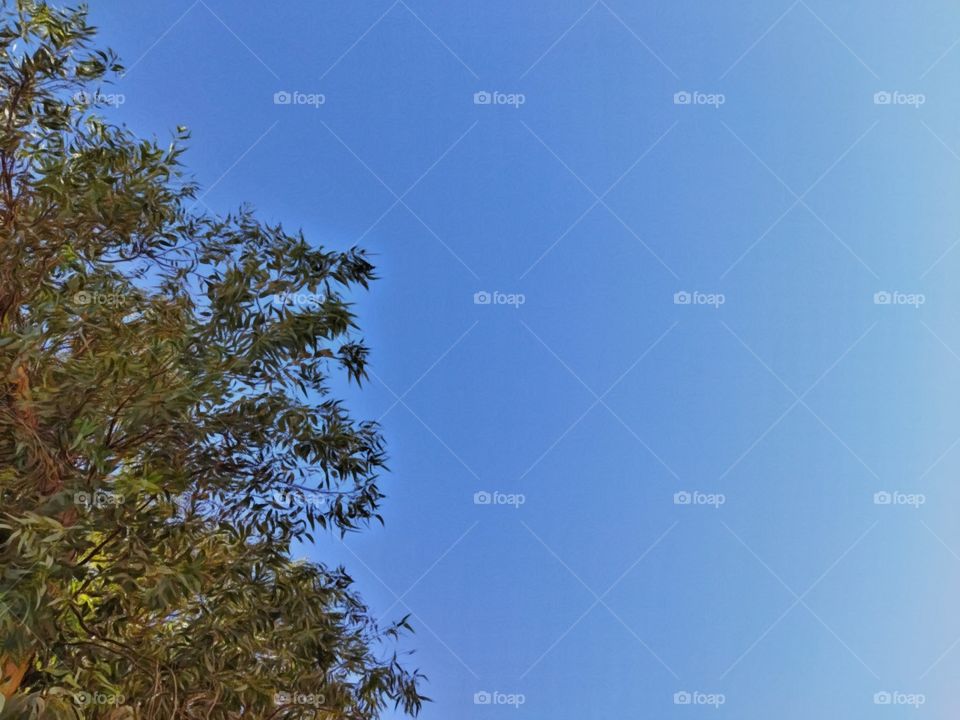 A picture I took while I was sitting under a tree