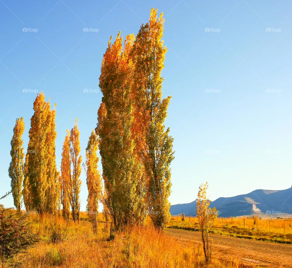 fall