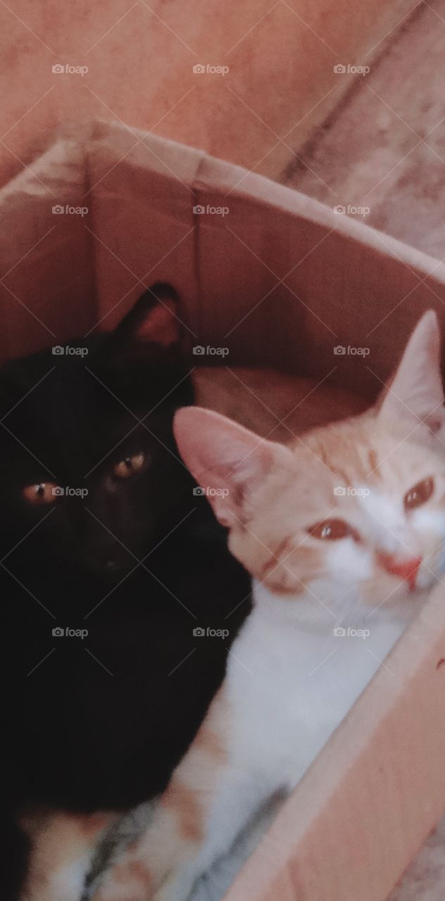 भारत के कैट