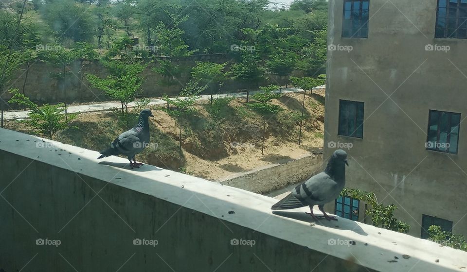 The bird who dares to fall is the bird who learns to fly. "Do not keep me in the cage"..says the birds.