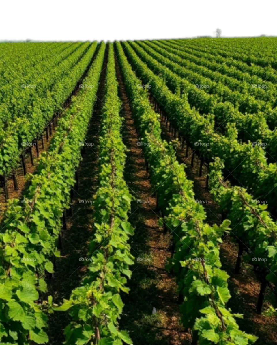 Beautiful  grapevines