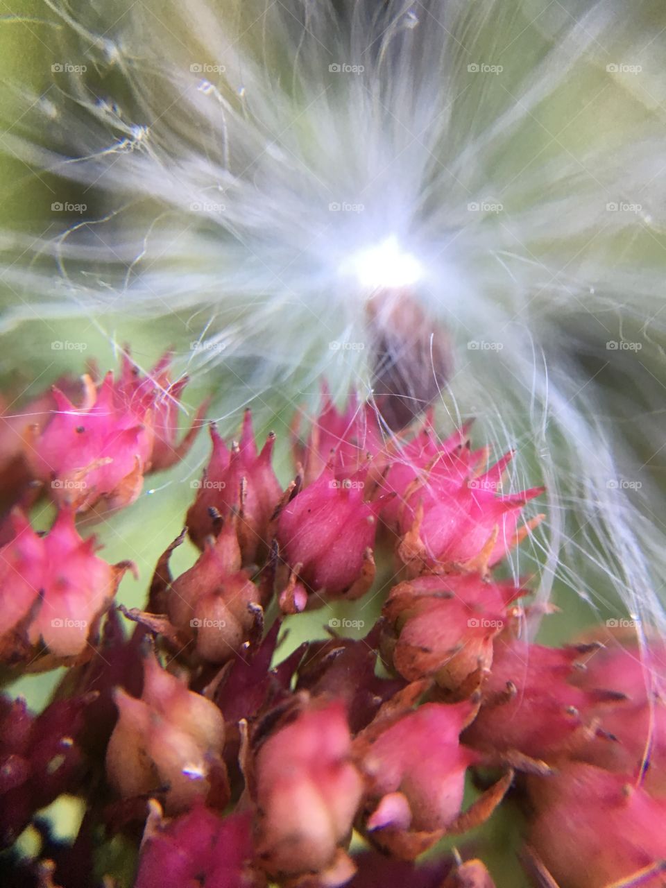 Seed on flowers