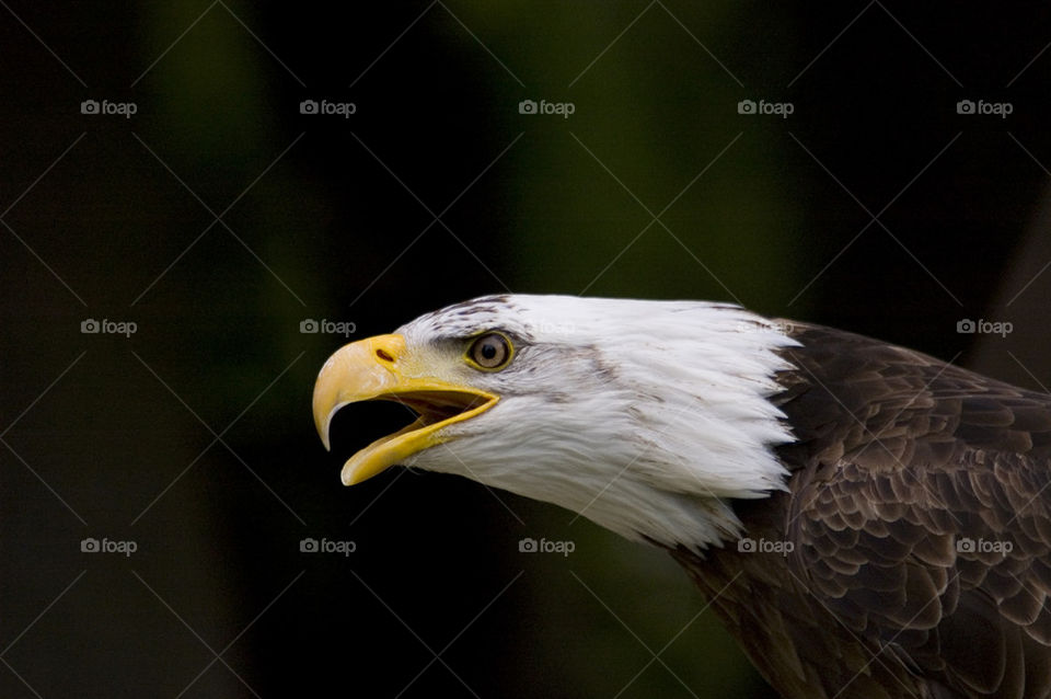 eagle