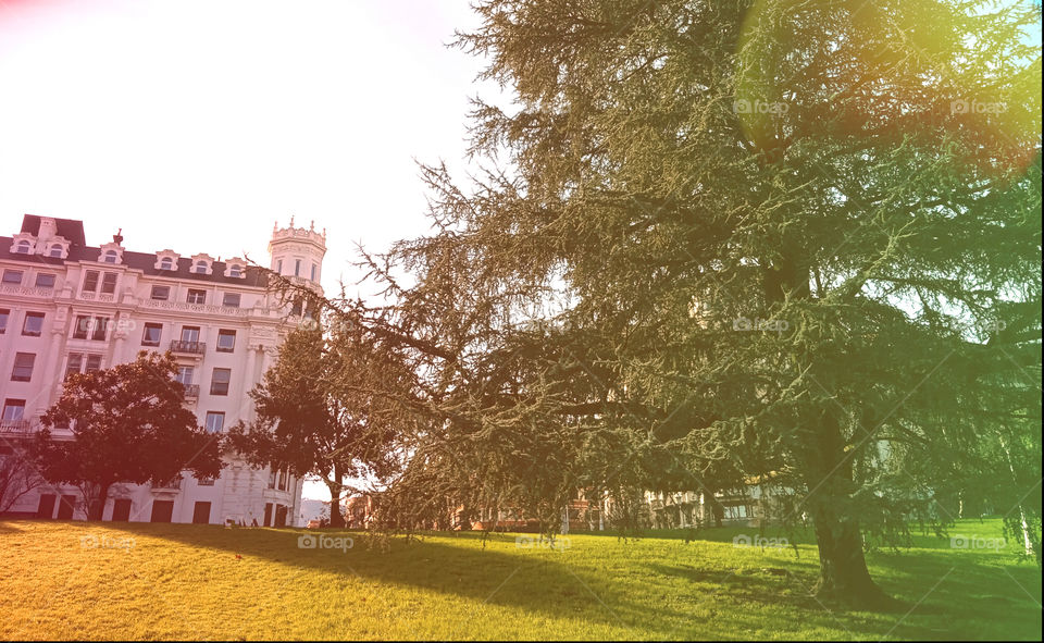 A huge tree and an elegant building in a park