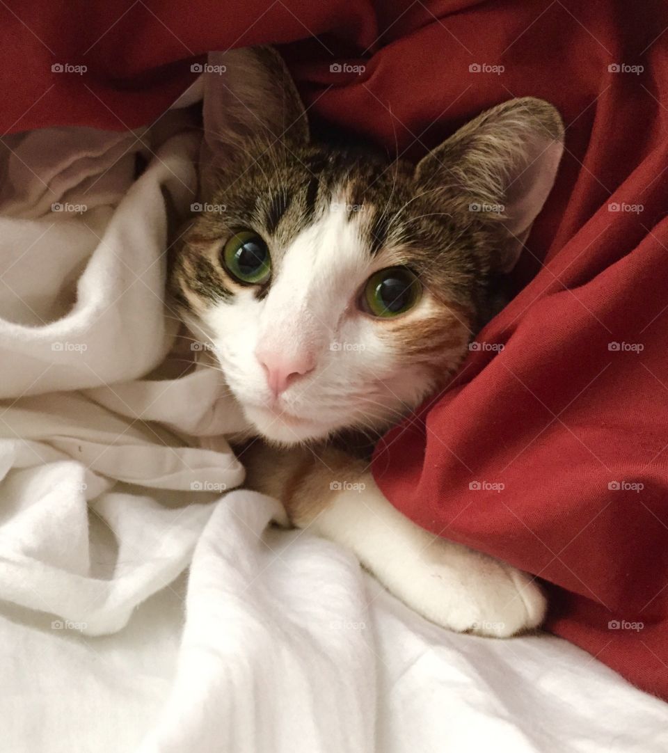 Under Covers Kitty