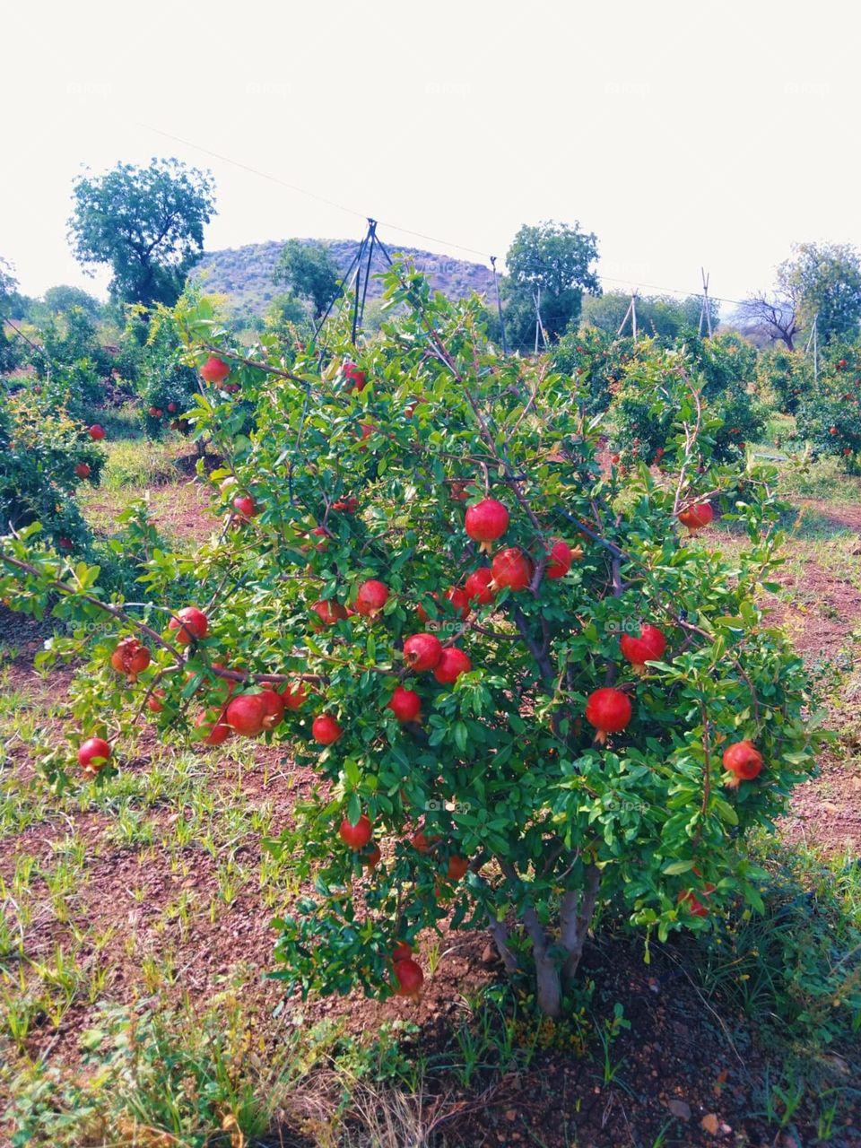 pomegranate fruit