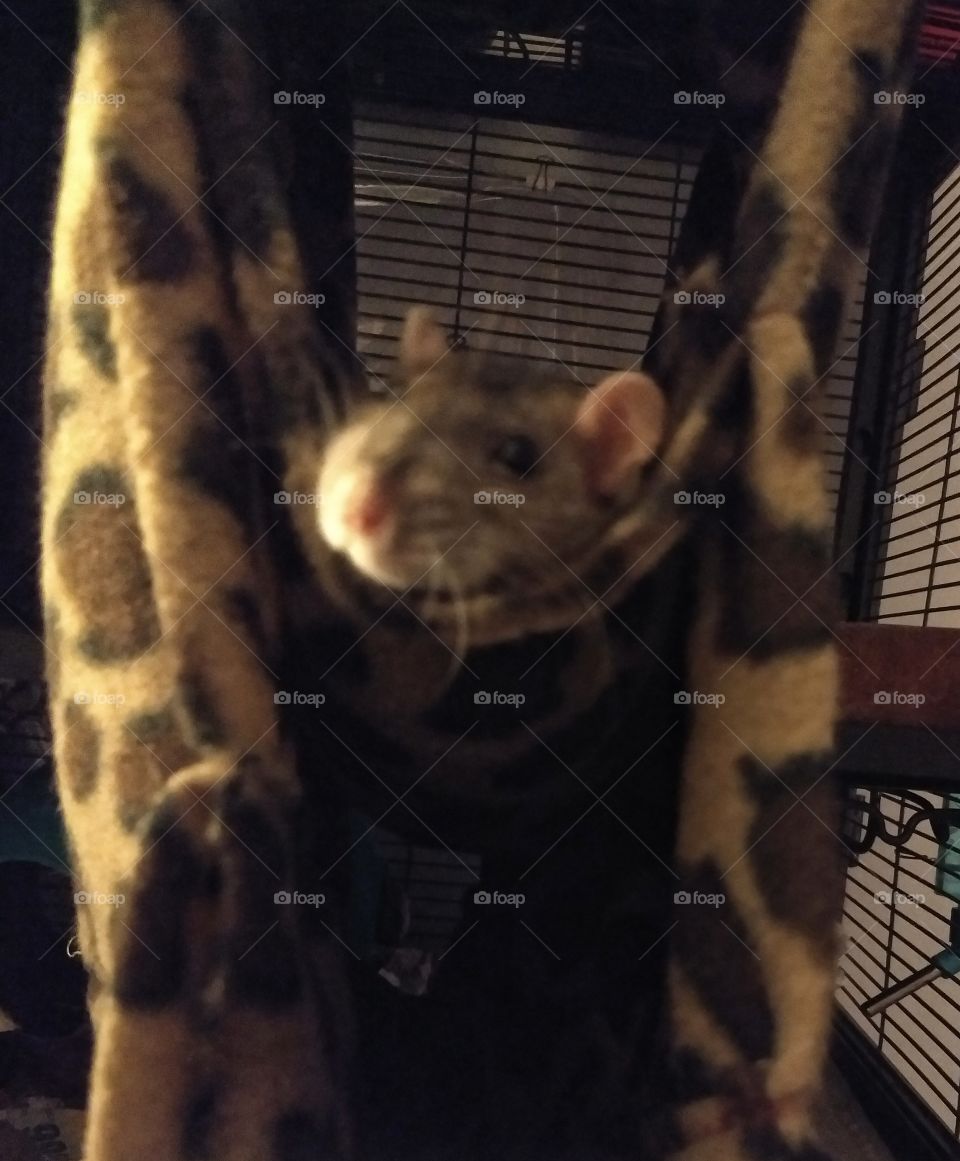 Mattie the rattie in her hammock