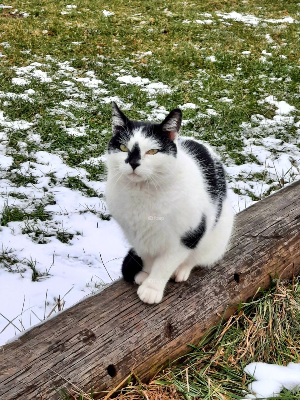 black and white cat looking  straight to the camera