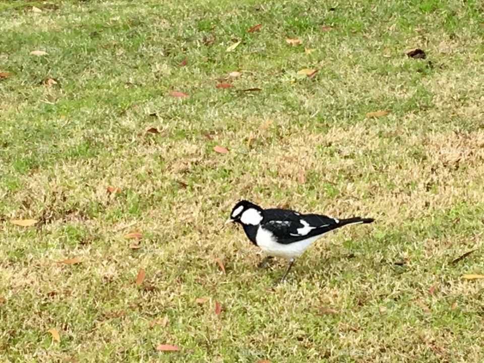 A small bird called magpie-lark is staying on the grass.