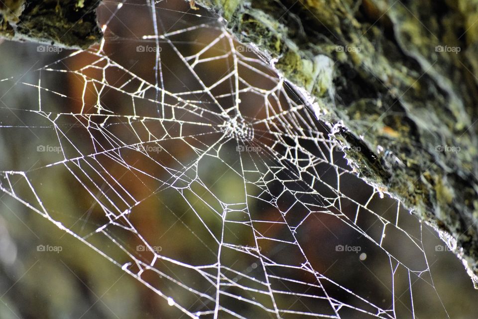 Webs