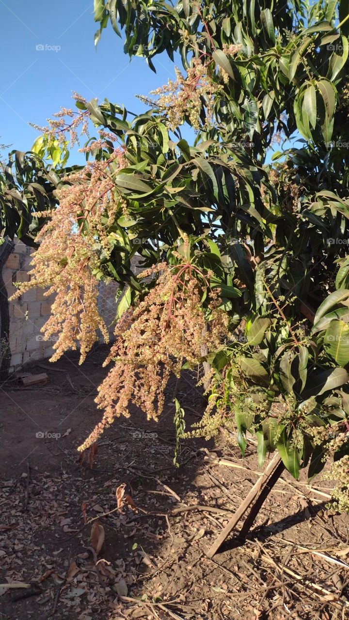 mango flower