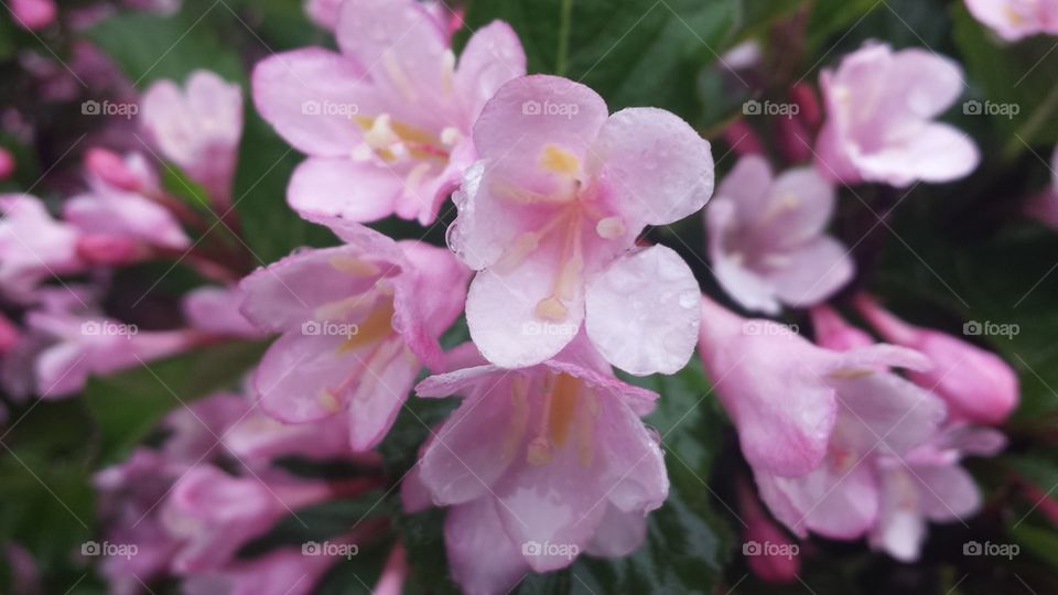 pink flower