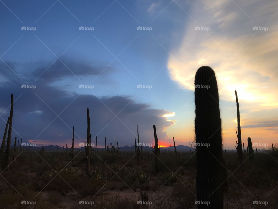 Desert Sunset Landscape 