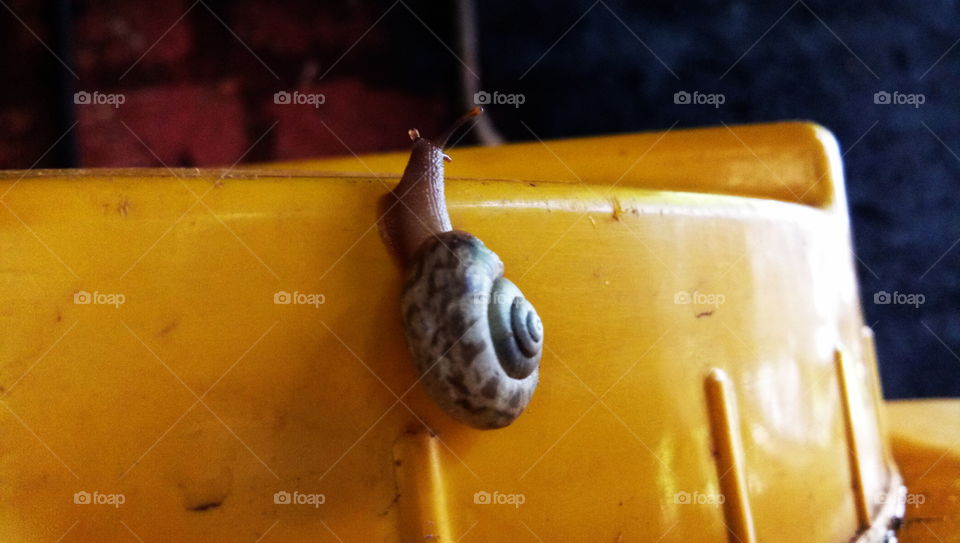 snail