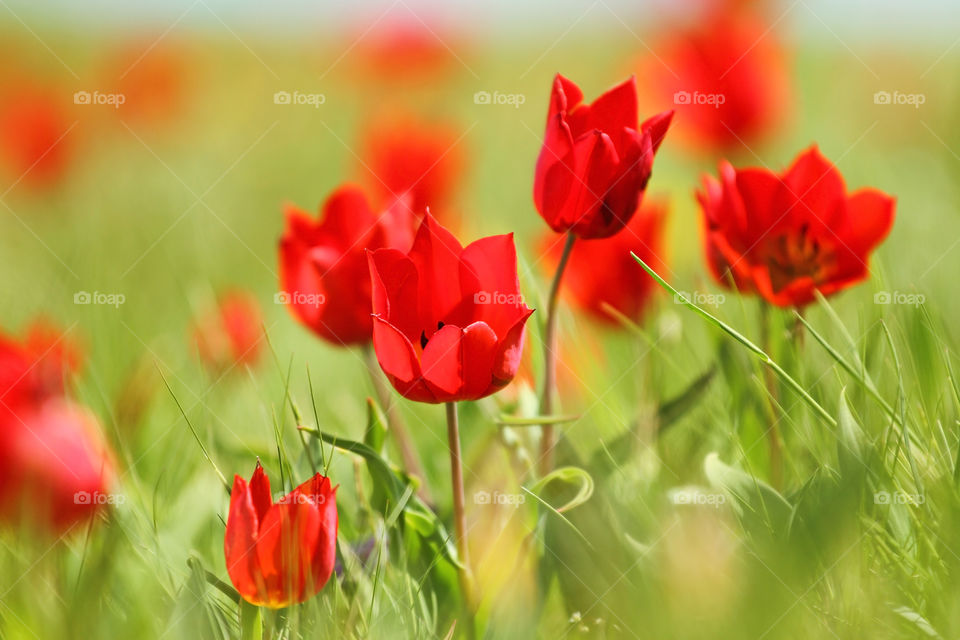 Spring wild tulips 🌷