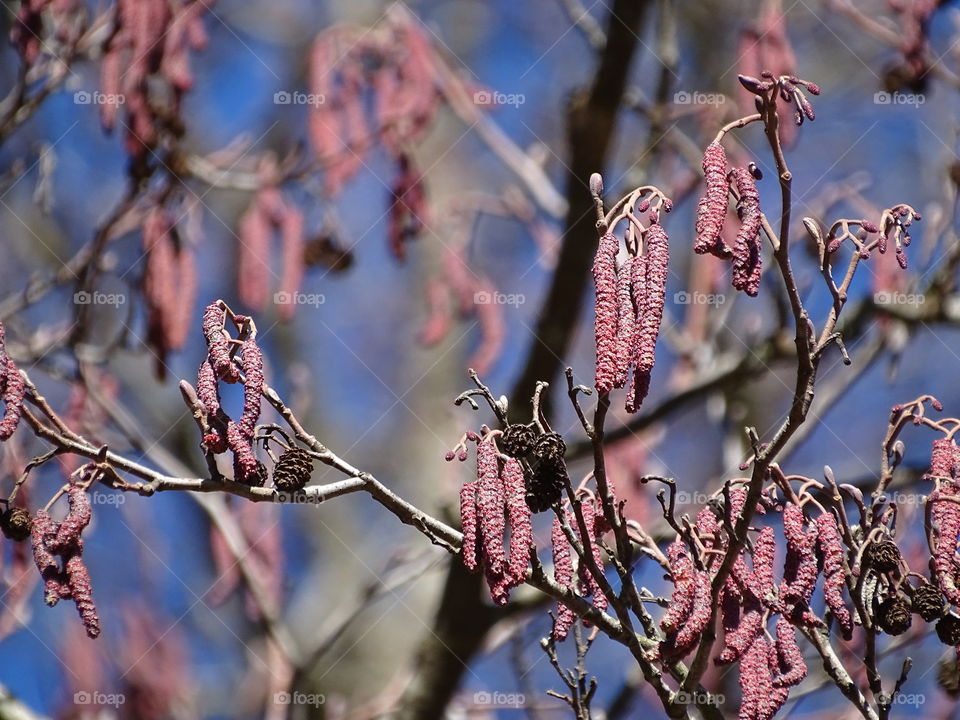 Kurpark in Bad Wildbad