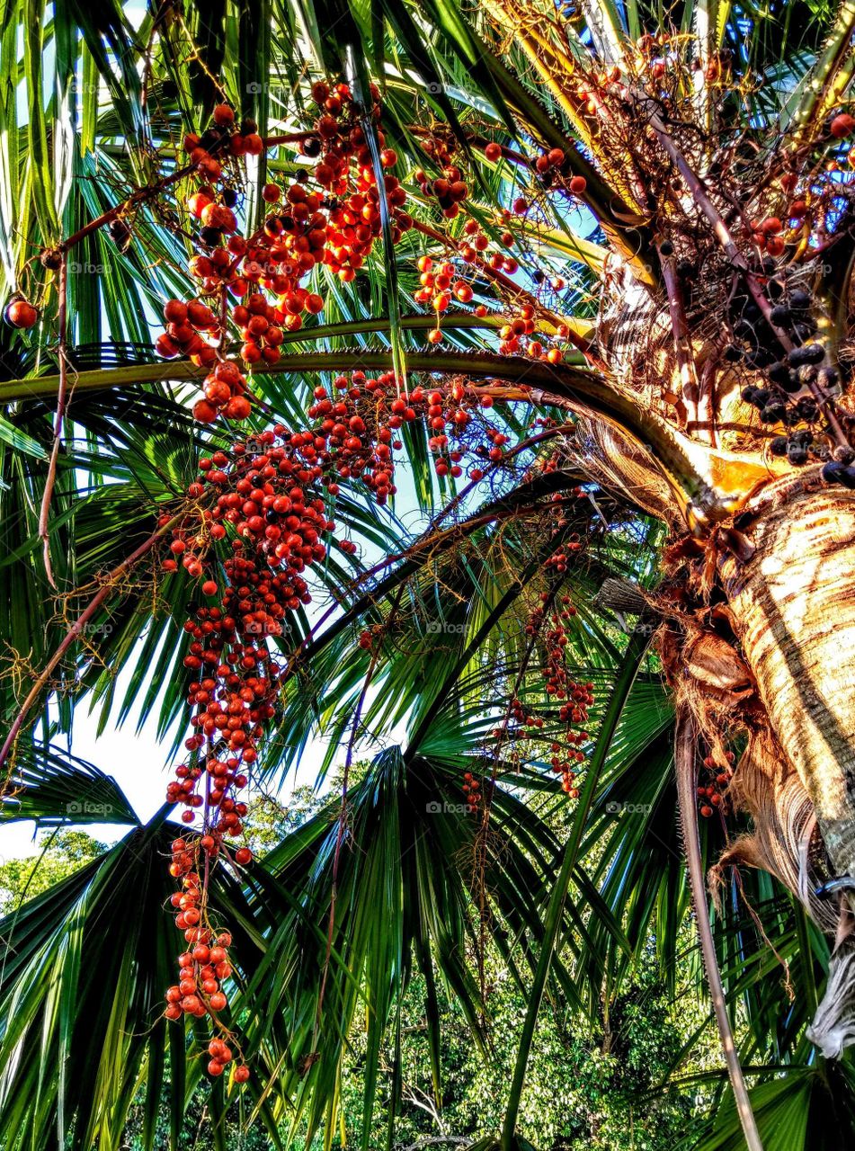 The palm tree's leaves, branch and fruits, the lines of the leaves looks very beautiful.