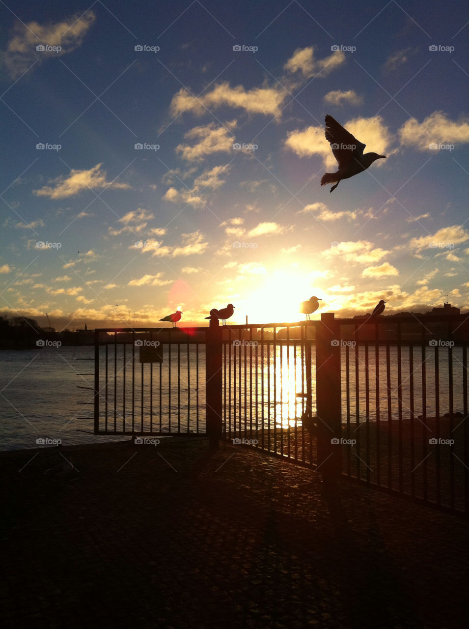 stockholm bird sunrise sea by tild