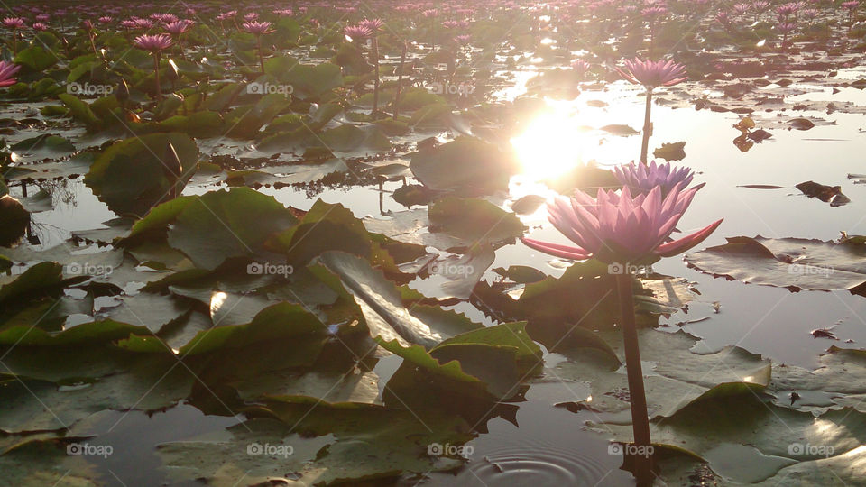 Lotus and sunset