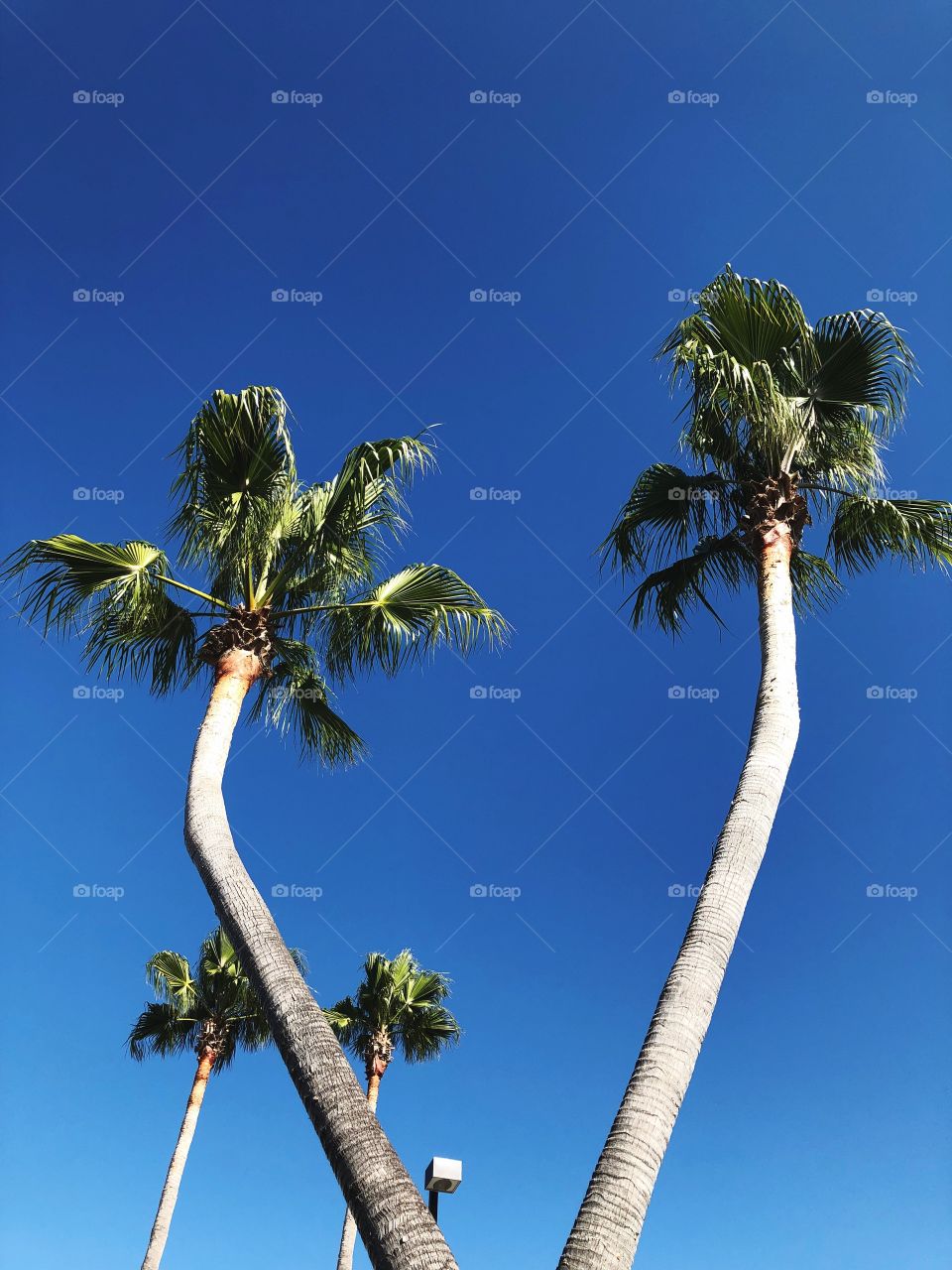 Palm tees with blue skies