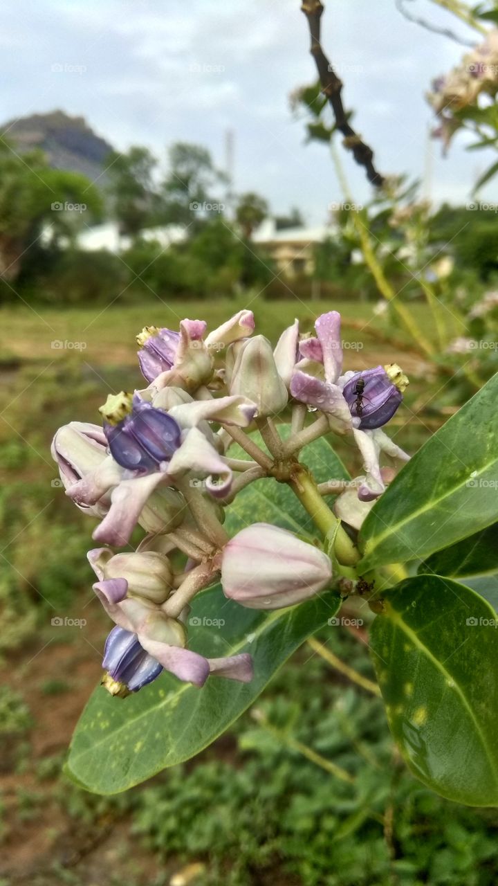 They are commonly known as milkweeds because of the latex they produce. Calotropis species are considered common weeds in some parts of the world. The flowers are fragrant and are often used in making floral tassels in some mainland Southeast Asian.