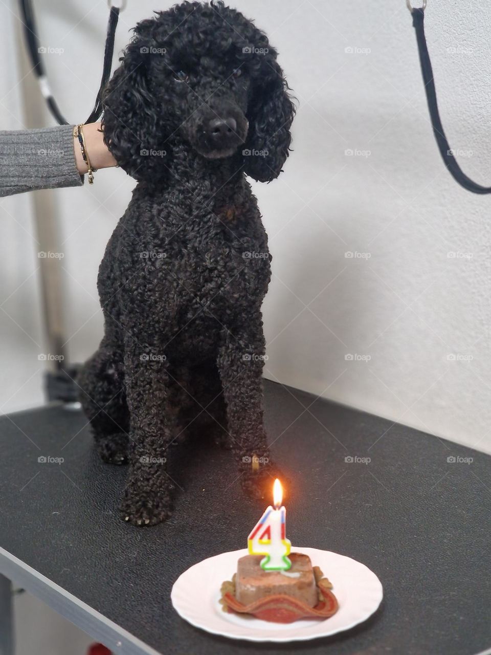 dog birthday