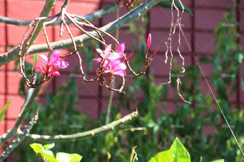 Pink flowers