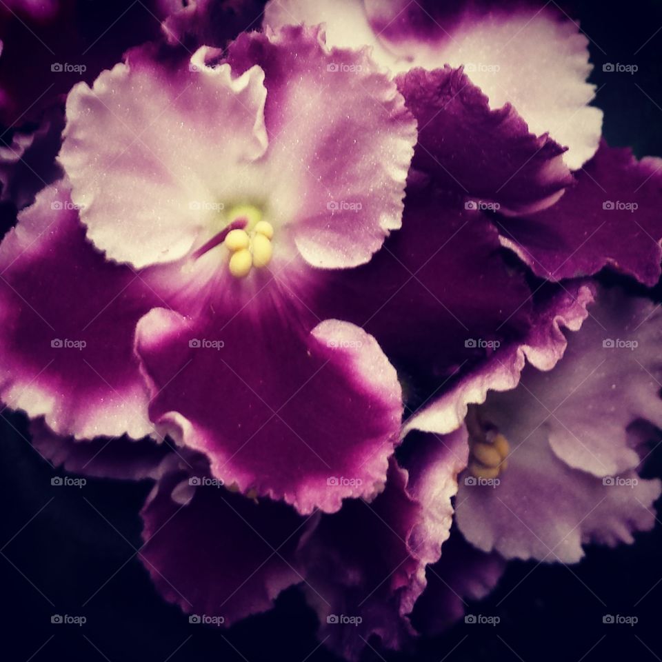 Violette Swirlie-Pop