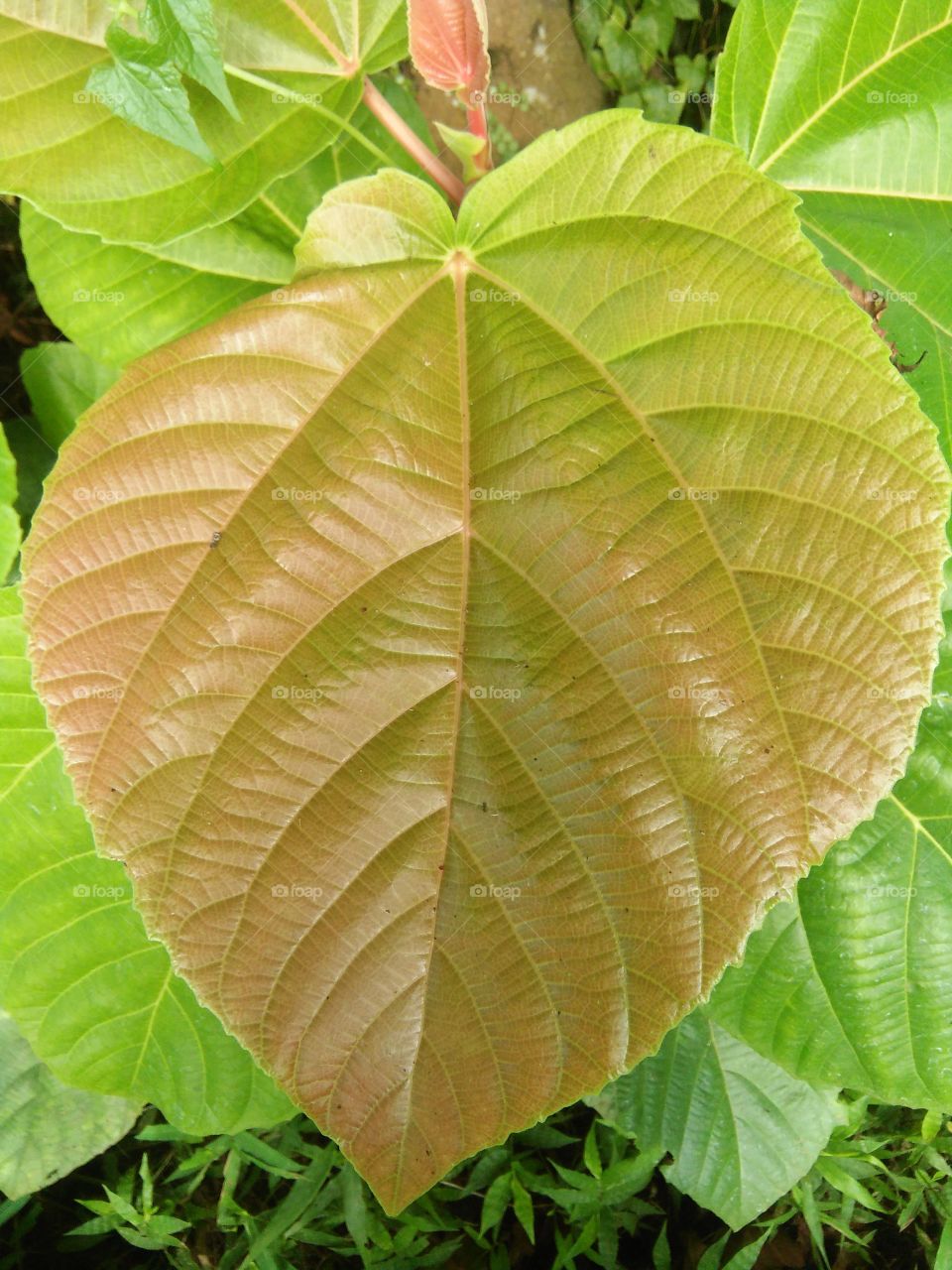 A fig leaf......