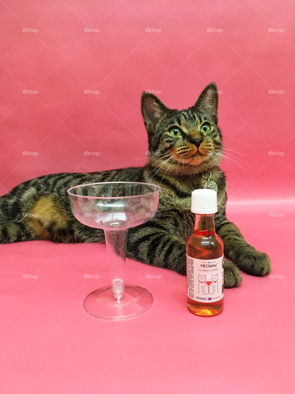 meowtini