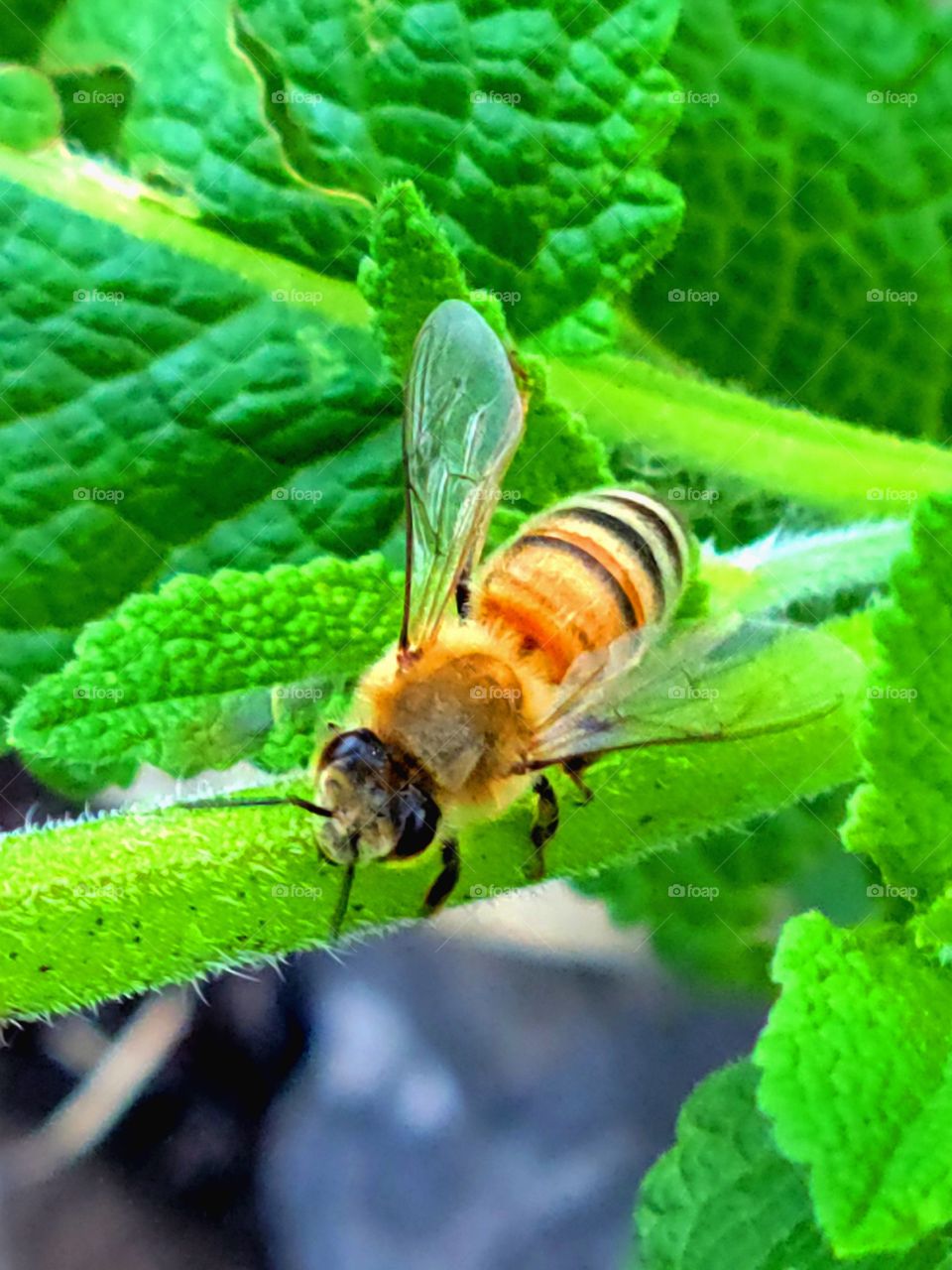 honey be working a mint leaf