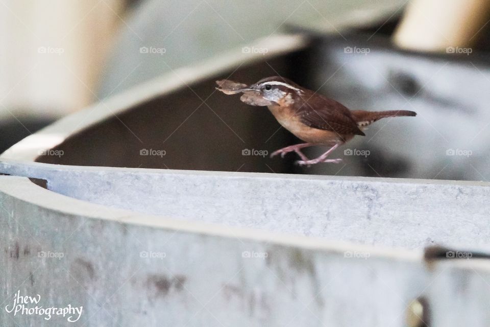 Carolina wren making a nest