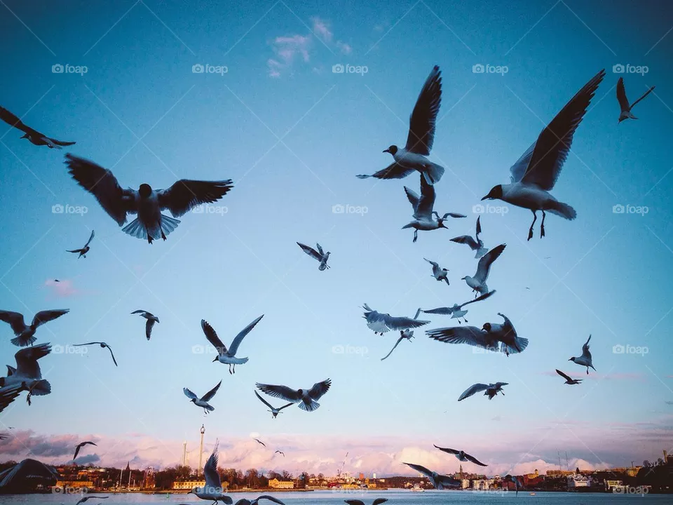 Birds I