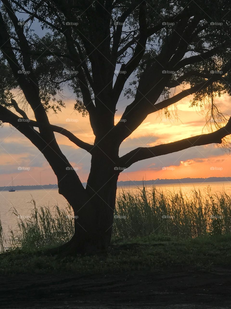 Sunrise over the water through a tree