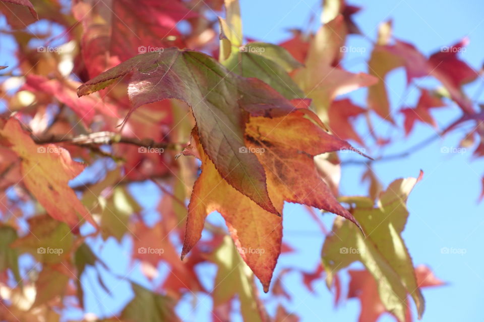 Autumn colourful leaves.